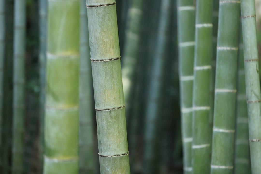 Photo Bamboo toothbrush